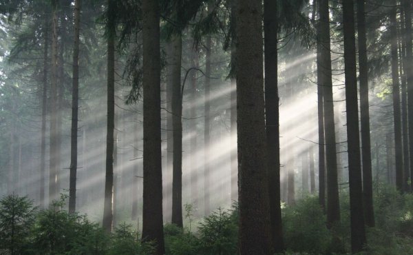 Das grüne Wunder - Unser Wald © 2012 polyband Medien