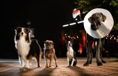 Doggy Style Kinofilm 2023 Szene  (c) Universal Pictures